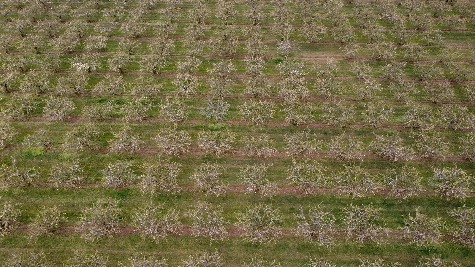 MiMS PLANTAZA GG 5
